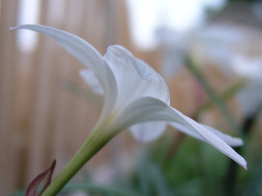 Rain Lily Zephyranthes Drummondii Fedora New Habranthus - Flower Seeds
