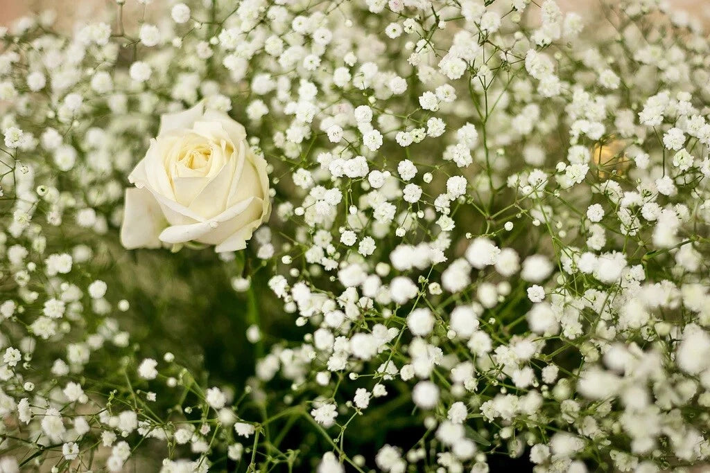 Babys Breath White Gypsophila Elegans – Hardy Garden Flower Seeds