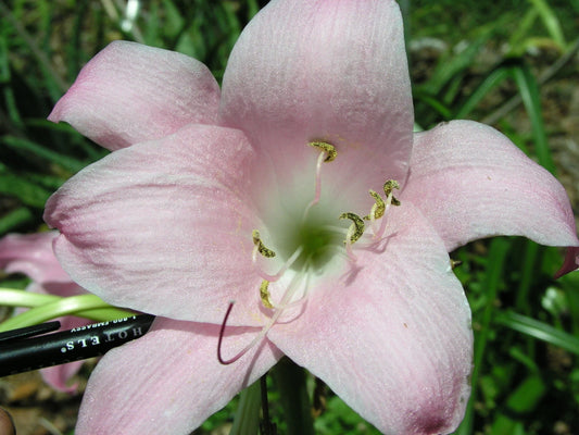 Crinum Lily Emma Jones Medium-size Bulb New - Flower Seeds