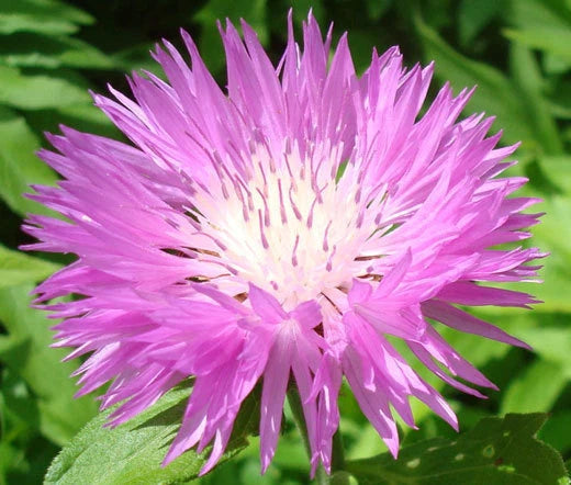 Persian Cornflower Centaurea Dealbata – Perennial Flower Seeds