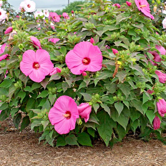 Head Over Heels Passion Hibiscus Hibiscus Syriacus – Colorful Garden Flower Seeds