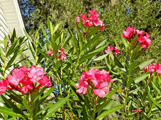 Red Oleander Nerium Oleander – Ornamental Flower Garden Seeds
