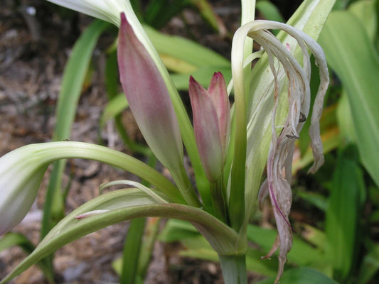 Crinum Lily Maiden S Blush Small-Size Bulb New Fragrant