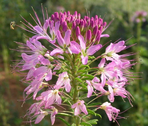 Rocky Mountain Beeplant Cleome Serrulata – Colorful Garden Flower Seeds