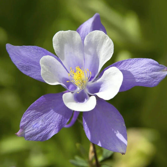 Blue Columbine Aquilegia Caerulea – Perennial Flower Seeds