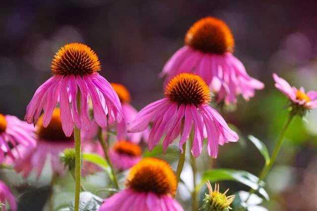 Purple Coneflower Echinacea – Butterfly Attracting Garden Flower Seeds