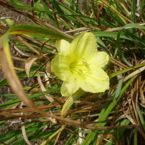 Yellow Stella De Oro Daylily – Perennial Garden Flower Seeds