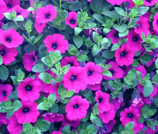Petunia Laura Bush Petunia Violacea – Colorful Garden Flower Seeds