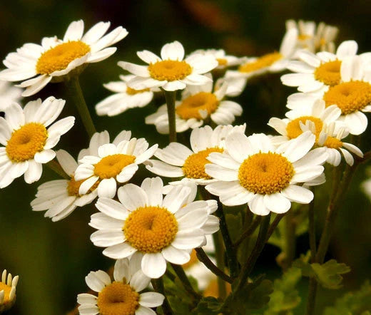 Feverfew Tanacetum Parthenium – Garden Herb Flower Seeds