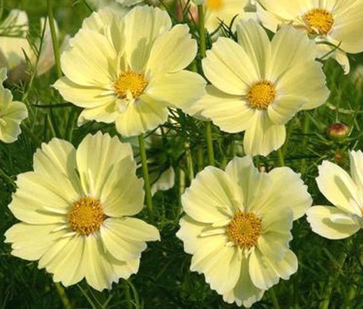 Cosmos Cosmos Bipinnatus – Sonata Yellow Garden Flower Seeds