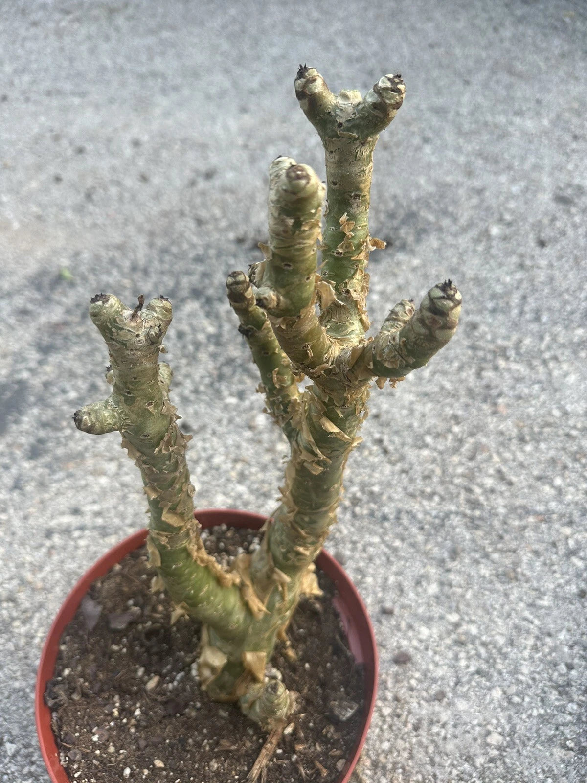Tylecodon Paniculatus – Succulent Butter Tree Garden Seeds