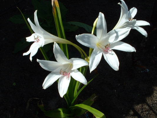 Crinum Lily Summer – Garden Flower Seeds