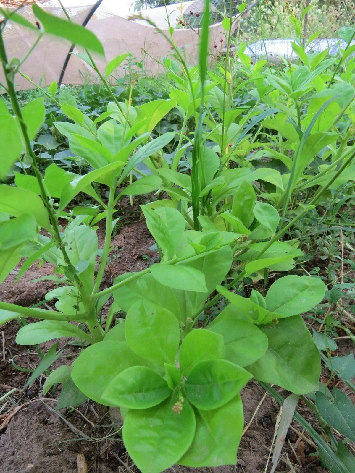 Jewels of Opar Talinum Paniculatum – Edible Ornamental Flower Seeds