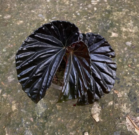 Begonia Black Blood Kalimantan – Colorful Garden Flower Seeds