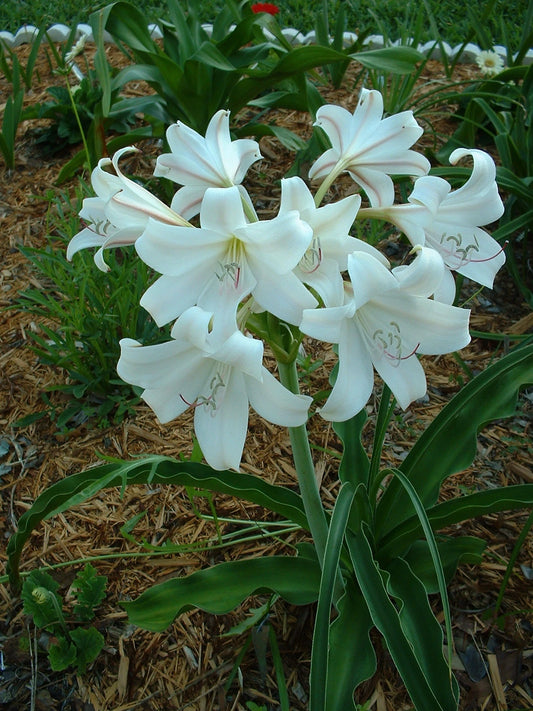Crinum Lily African Queen Medium-size Bulb - New - Flower Seeds