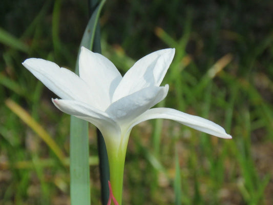 Rain Lily Zephyranthes – Garden Flower Seeds