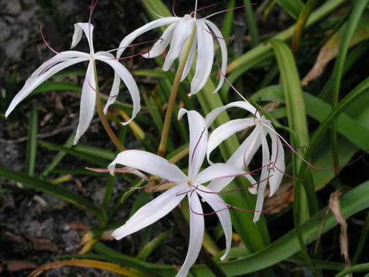 Crinum Lily Caribaeum Large Blooming-size Bulb - New - Flower Seeds