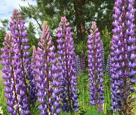 Lupine Lupinus Perennis – Blue Perennial Flower Seeds