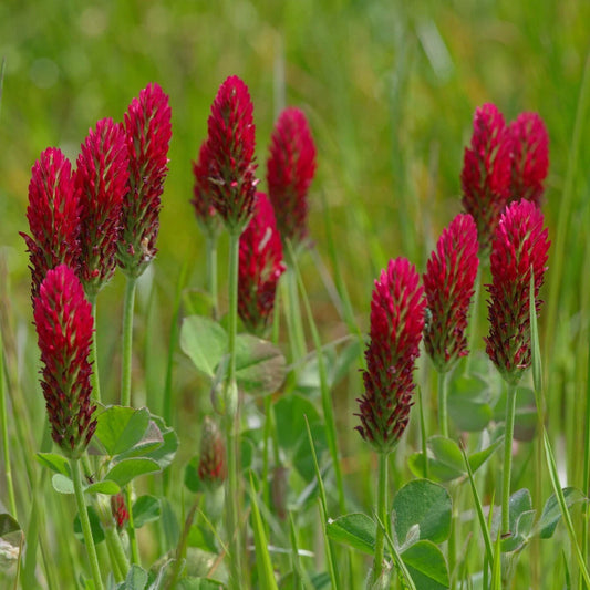 Crimson Clover Trifolium Incarnatum – Hardy Wildflower Garden Seeds