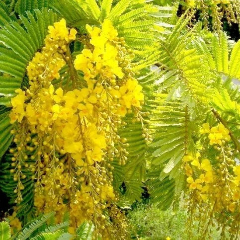 Peltophorum Pterocarpum Ferrugineum Fragrant Copper Pod Tree Seeds