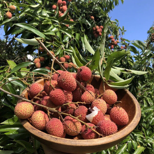Mauritius Lychee Seeds – Heirloom, Non-GMO, Sweet Tropical Fruit Variety for Planting