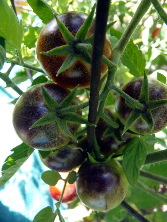 Baby Blue Cherry Tomato – Heirloom Vegetable Garden Seeds