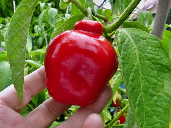 Manzano Pepper Seed – Garden Vegetable Seeds for Planting