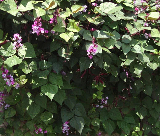 Hyacinth Bean Lablab Purpureus – Garden Vegetable Seeds