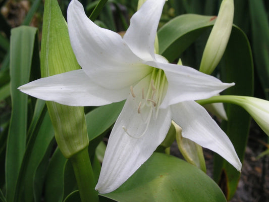 Crinum Lily Hawaiian – Garden Flower Seeds