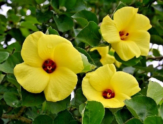 Yellow Hibiscus Talipariti Hamabo – Bright Garden Flower Seeds