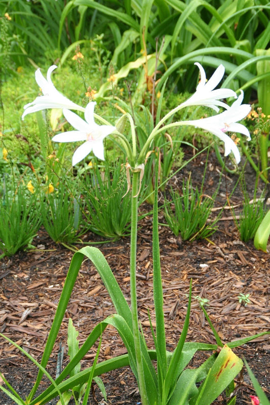 Crinum Lily Tennessee White Small-size Bulb New - Flower Seeds