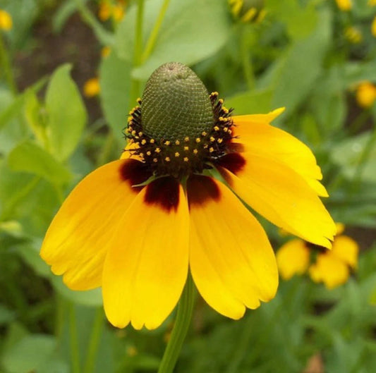 Yellow Coneflower Clasping Leaf – Perennial Wildflower Seeds