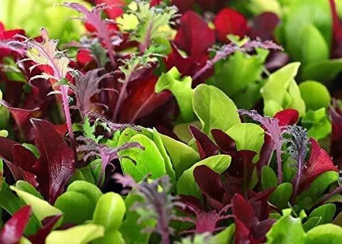 Microgreens Mix - Basil, Onion, Radish, Alfalfa, Wheatgrass - 5 of The Best