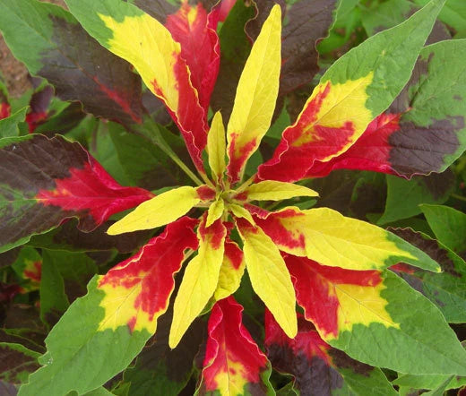 Amaranthus Amaranthus Tricolor – Perfecta Garden Flower Seeds