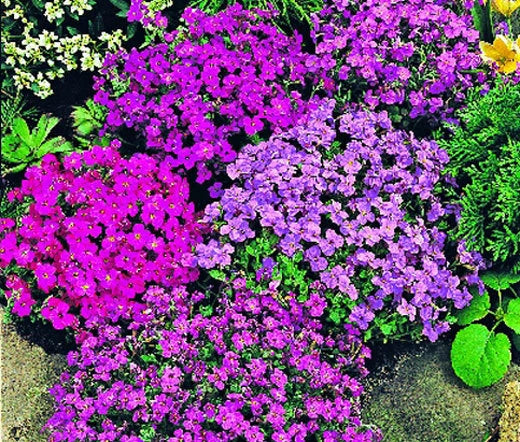 Aubrieta Rock Cress Royal Mix Aubrieta Hybrida – Hardy Garden Flower Seeds