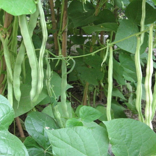 Yard Long Bean Dark Green Vegetable Seeds