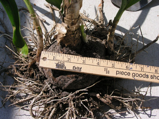 Crinum Lily Bradley Medium-size Bulb New - Flower Seeds