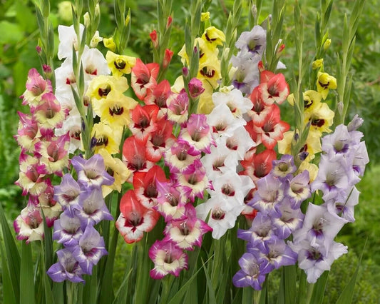 Gladiolus Bulbs, Mixed Colors - Sword Lily, Easy to Grow Perennial