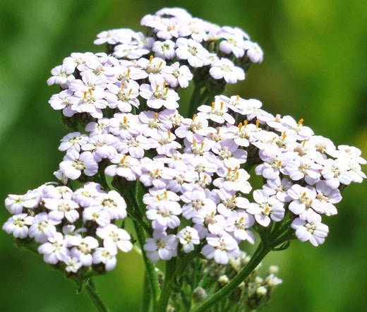 Yarrow White Achillea Millefolium – Perennial Garden Flower Seeds
