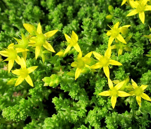 Gold Moss Sedum Acre – Ground Cover Garden Flower Seeds