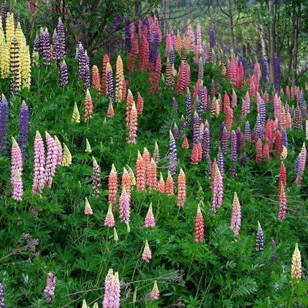 Lupine Russel Mix Lupinus Polyphyllus – Perennial Flower Seeds
