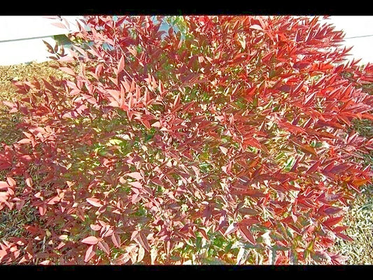 Royal Princess Heavenly Bamboo Nandina Domestica – Ornamental Shrub Seeds