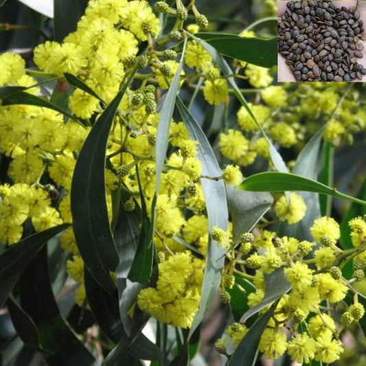 Acacia Baileyana Seeds – Garden Fruit Seeds