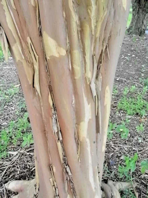 Appalachee Crepe Myrtle Lagerstroemia Indica – Colorful Flowering Shrub Seeds