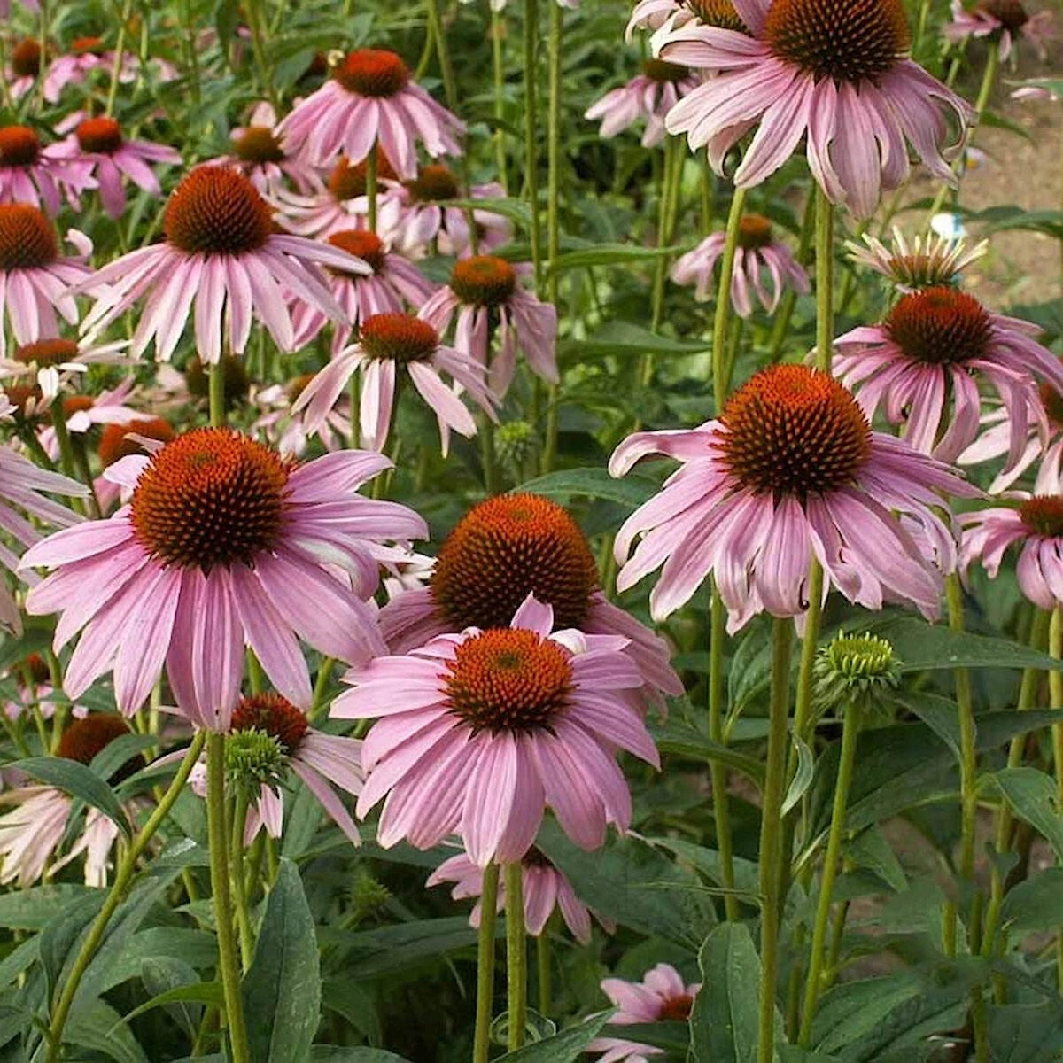 Purple Coneflower Echinacea Purpurea – Perennial Wildflower Seeds
