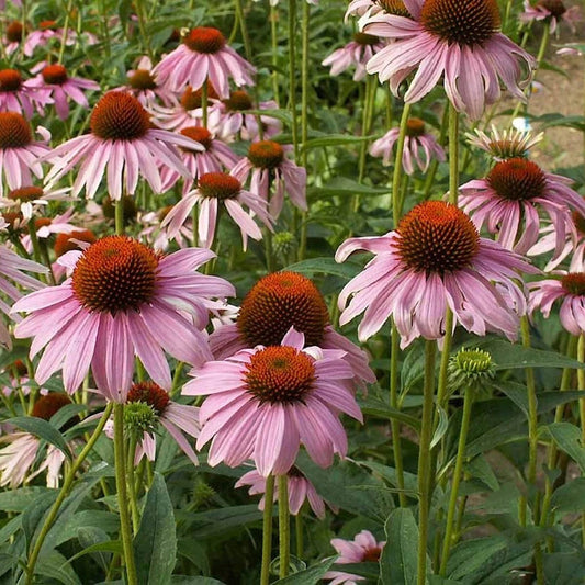 Purple Coneflower Echinacea Purpurea – Perennial Wildflower Seeds