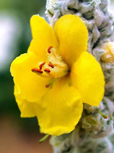 Mullein Verbascum – Ornamental Flowering Plant Seeds