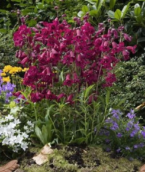 Mexicali Sunburst Penstemon – Perennial Flower Seeds for Planting