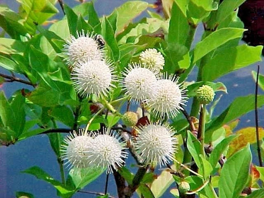 Sputnik Buttonbush Cephalanthus Occidentalis – Ornamental Shrub Seeds