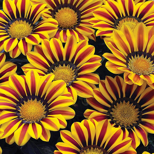 Gazania Mix – Colorful Garden Flower Seeds